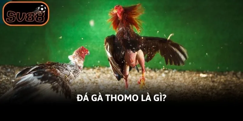 Đá gà Thomo là gì?