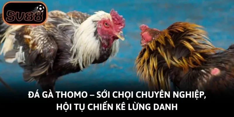Đá Gà Thomo – Sới Chọi Chuyên Nghiệp, Hội Tụ Chiến Kê Lừng Danh