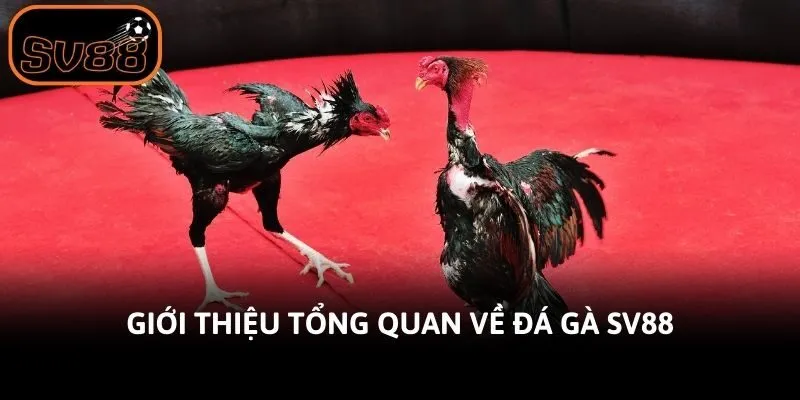 Giới thiệu tổng quan về đá gà Sv88