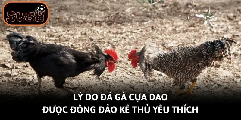 Lý do đá gà cựa dao được đông đảo kê thủ yêu thích