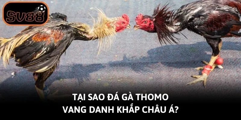 Tại sao đá gà Thomo vang danh khắp châu Á?